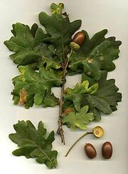 220px-Quercus robur