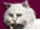 White-cat 5.jpg