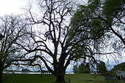 200px-Sauvie island black walnut