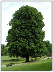 Horse chestnut