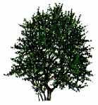 Blackthorn tree mature