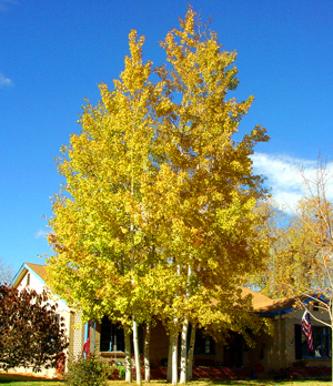 Aspen – Wikipedia