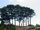 280px-Monterey Cypresses (Cupressus macrocarpa).jpg