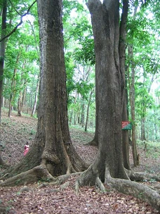 Mahogany trees.