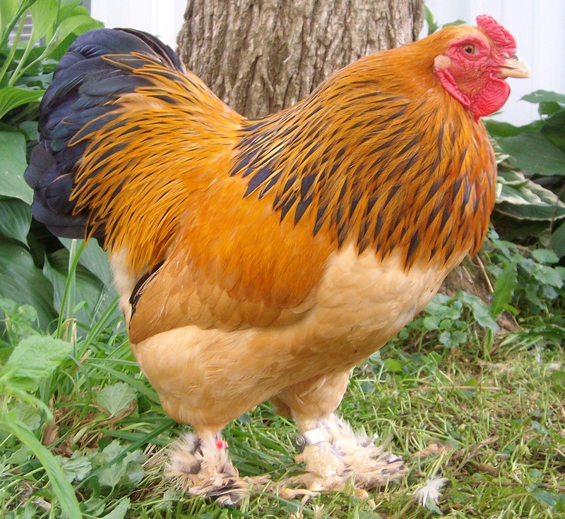 Origin of Brahma Chickens - The Poultry Pages