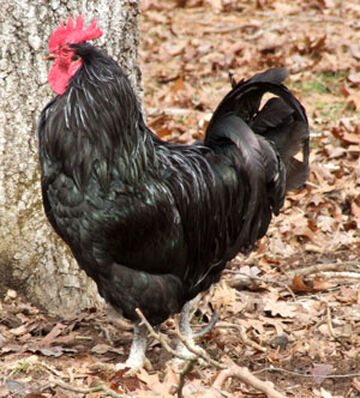 Brahma Chicken, Poultry Wiki
