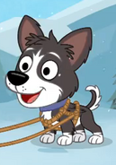 Tundra As a Sled Dog