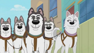 Jean-Luc's dogs