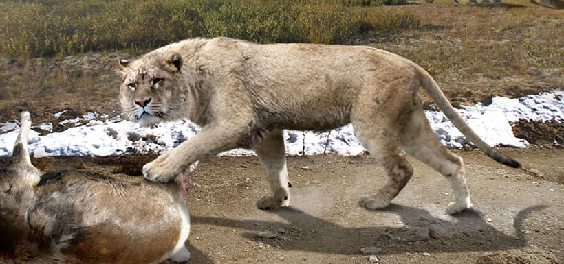 Eurasian Cave Lion (Real Life) | Power Level World Wiki | Fandom