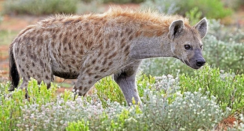 Spotted Hyena (Real Life) | Power Level World Wiki | Fandom