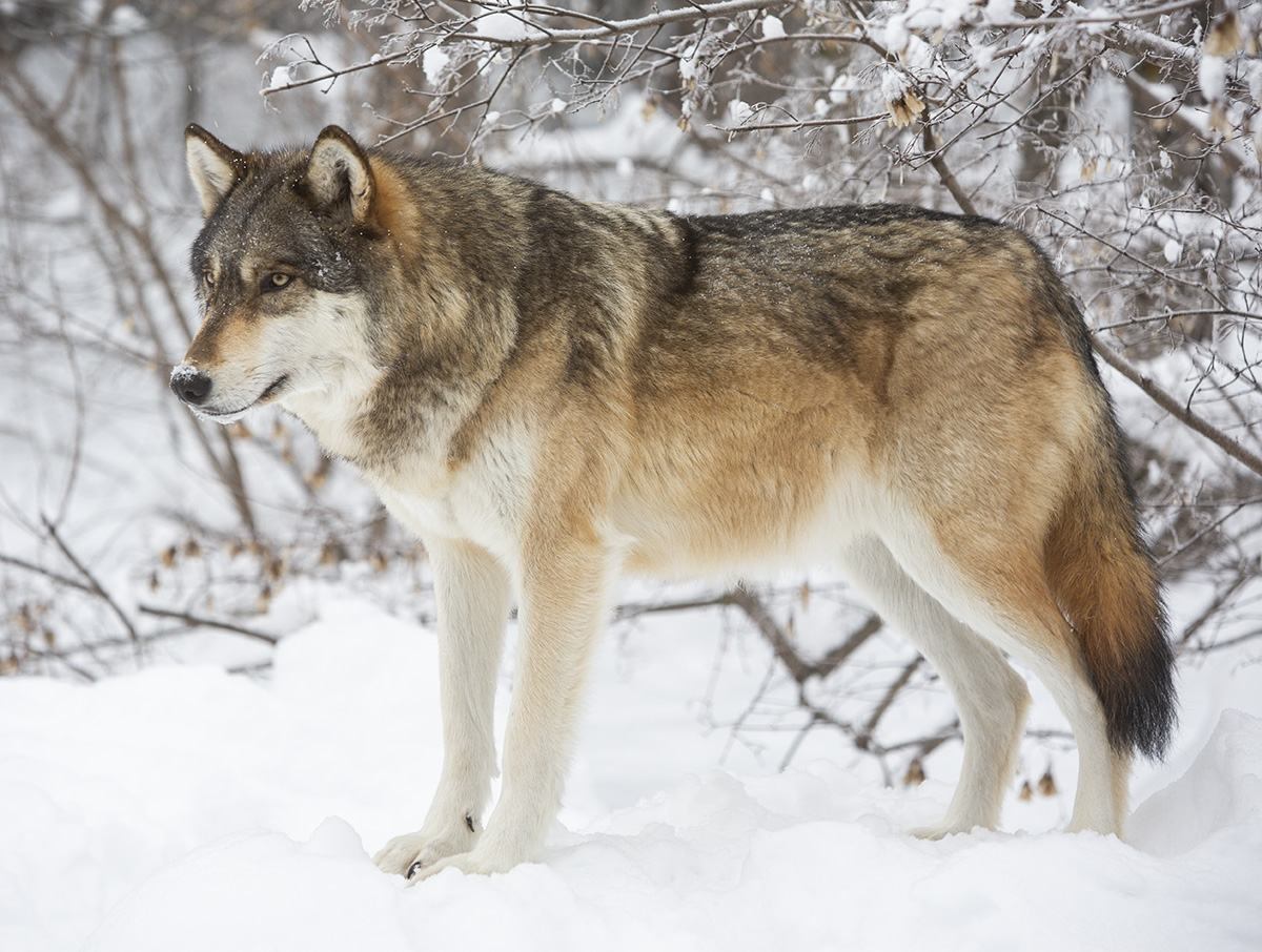 Grey Wolf (Real Life) | Power Level World Wiki | Fandom