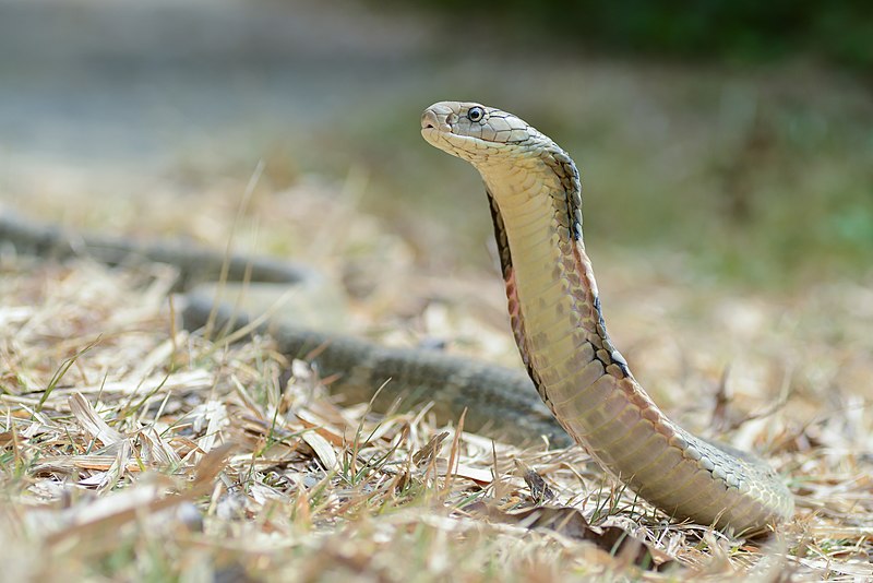 King Cobra (Real Life) | Power Level World Wiki | Fandom