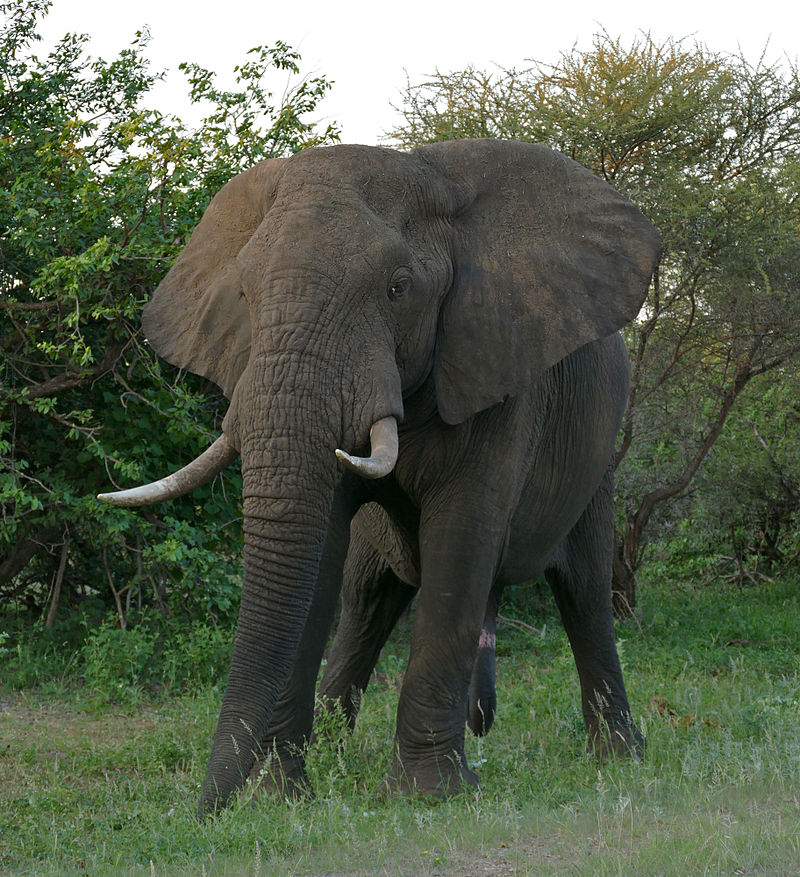 African Bush Elephant (Real Life) | Power Level World Wiki | Fandom