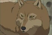 Toboe in his wolf form (Wolf's Rain)