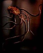 Nealpha.jpg (6 KB) NE-α Type Parasite (Resident Evil)