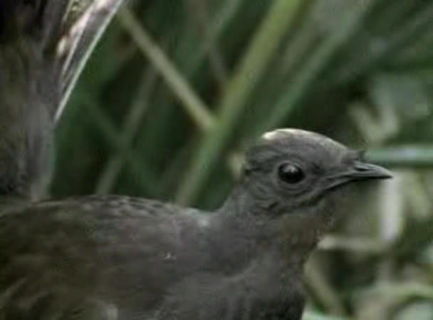 Audiographic Memory | Superpower Wiki | Fandom