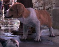 Roger Parslow's daemon, Salcilia (His Dark Materials) had an unsettled form, but she usually took the appearance of a dog, signifying her counterpart's loyal nature.