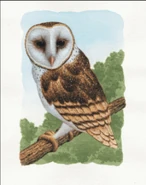 Soren.gif (43 KB) Soren (Guardians of Ga'Hoole) possesses an ability known as "Starsight", allowing him to witness events that have yet to come in his dreams.