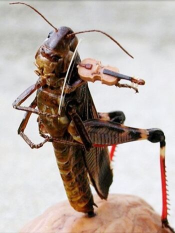 A-Grasshopper-playing-a-violin