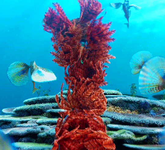 coral real world gif