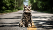 Church (Pet Sematary) was a cat that was reanimated into an undead terror after he was buried in the Micmac Burlal Ground.