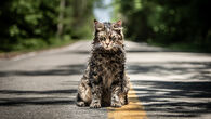 Church (Pet Sematary) was a cat that was reanimated into an undead terror after he was buried in the Micmac Burlal Ground.