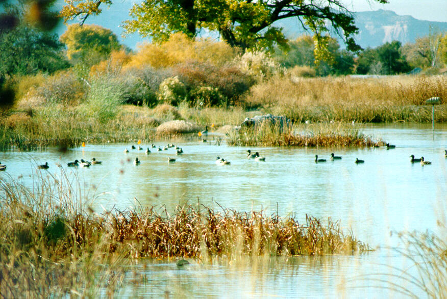 Wetlands. Водно-болотные угодья Африки. Коллаж водно-болотных угодий. Wetland. Водно- болотные угодья Вудберри.