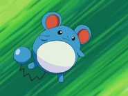 Tracey Marill.png (378 KB) Tracey's Marill (Pokémon)