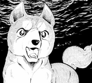 Gin (Ginga: Nagareboshi Gin)