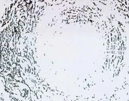 The Presence (DC Comics) in the form of Heaven.