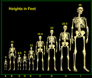 Giants in comparison to a normal size human.