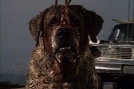 Cujo (Cujo)