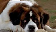 Beethoven (Beethoven)