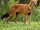 Dhole Physiology