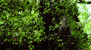 Indominus Rex (Jurassic World) camouflage