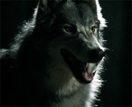 A werewolf (The Vampire Diaries)