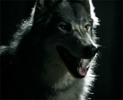 Werewolf VD.png
