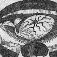 Darwinian Seed.png (94 KB) The Darwinian Seed (Hungry Joker) is a Eureka that gives it´s user body the ability to counter any harmful occurrence, thus enabling them an instantaneous process of Evolution.