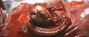 ...which absorb genetic material from the host that form into a Chestburster.