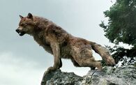 Jacob Black (Twilight) in his wolf form.