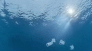 Veloz6.gif