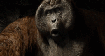 Evil-monkey GIFs - Find & Share on GIPHY