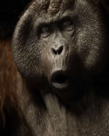 Featured image of post Gorilla Png Gif : 4 151 1 3 100 1 1 382 6 2 494 1 2.