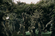A group of Ents (Middle-earth) with Treebeard, the eldest Ent, in the center.