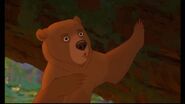 Kenai (Brother Bear), a human who was transformed into a bear by the great spirits.