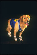 Air Bud (Air Bud & Air Buddies series)