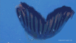Speed swimming.gif