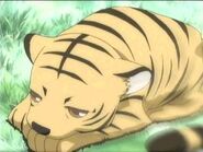 Kisa as the tiger of the Zodiac