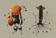 A comparison of an Inkling and a real-life squid.