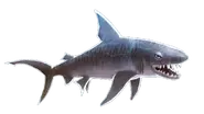 Tiger Shark.webp (45 KB) Tiger Shark (Hungry Shark Evolution) evolves into...